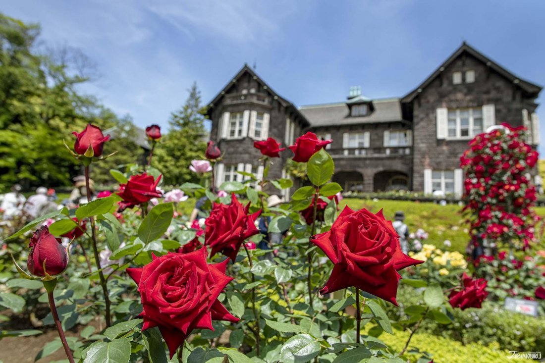 🌸 구 후루카와 정원(큐후루카와테이엔) 이미지 8